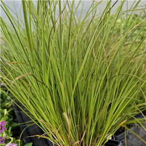 Carex Testacea 'Prairie Fire